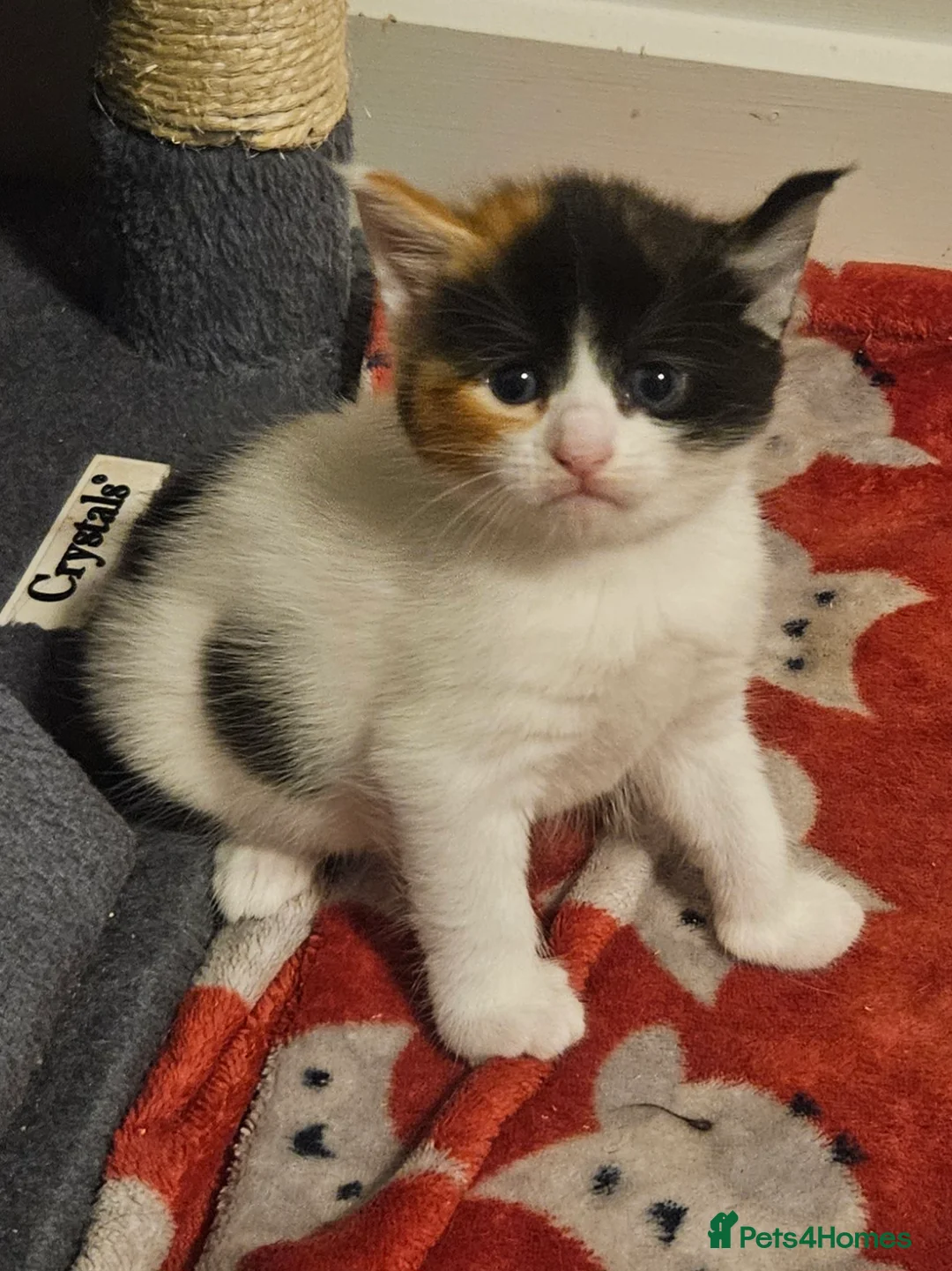 Mixed Breed cats for sale: Nova mixed Maine Coon girl ready now - Advert 2