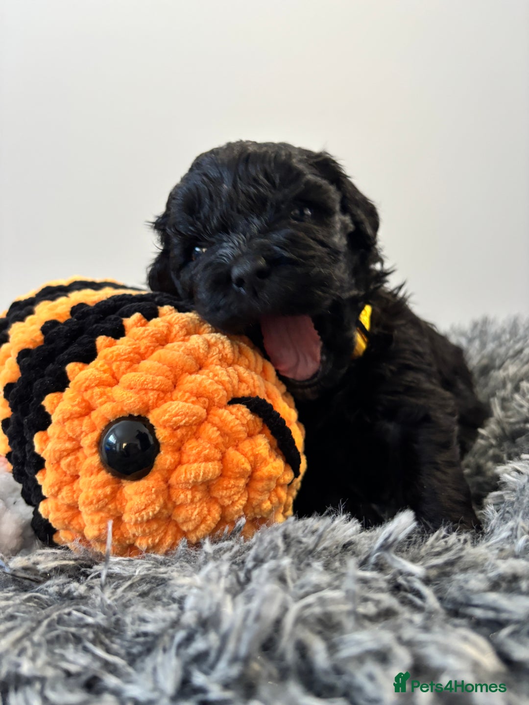 Mixed Breed dogs for sale: Beautiful Sproodle x Lhasa Apso Puppies - Advert 7