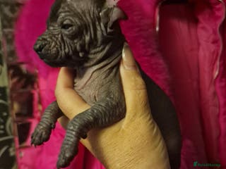 Mexican Hairless dogs 1 mini girl naked 1 coated boy. - Advert 1