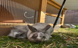 Lionhead rabbits for sale: Lion heads  - Image 4