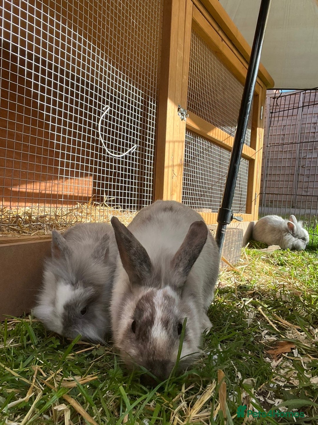 Lionhead rabbits for sale: Lion heads  - Image 4