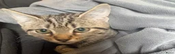 Mixed Breed cats for sale: 3 Tabby Kittens looking for homes🐾 - Advert 16