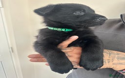 German Shepherd dogs for sale: Working line black GSD puppies - Image 3