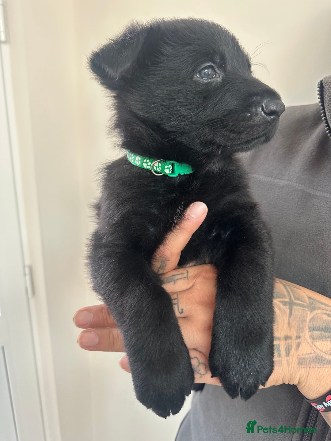 German Shepherd dogs for sale: Working line black GSD puppies - Image 3
