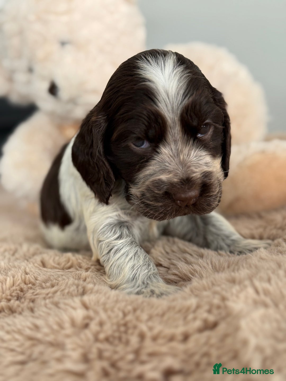 Cocker Spaniel dogs for sale: Show type cocker spaniels  - Image 13