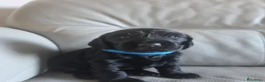 Cocker Spaniel 4