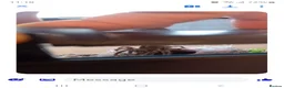 Spiders invertebrates for sale: Salmon Pink Bird Eater - Advert 2