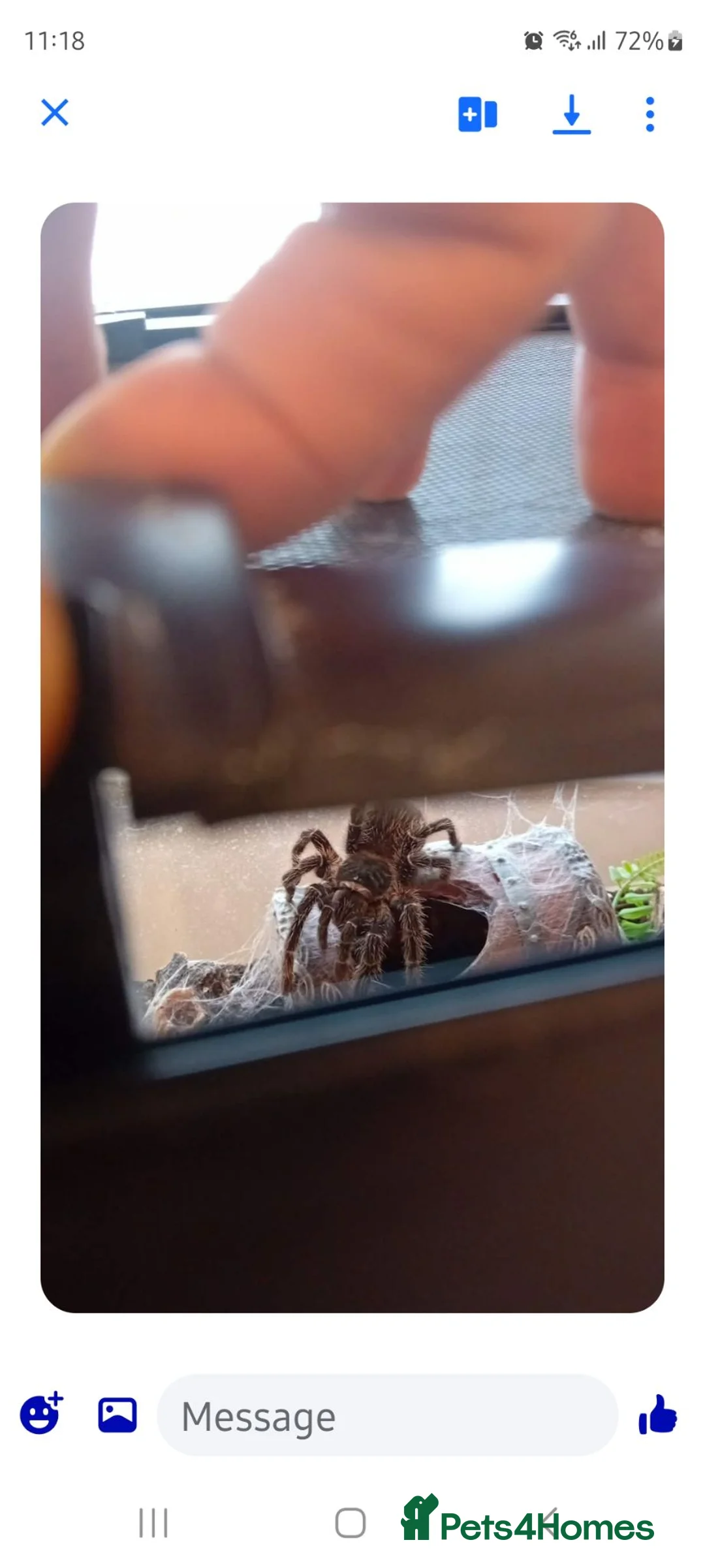 Spiders invertebrates for sale: Salmon Pink Bird Eater - Advert 2