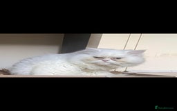 Persian cats for stud: Cat. Male Persian - Image 1