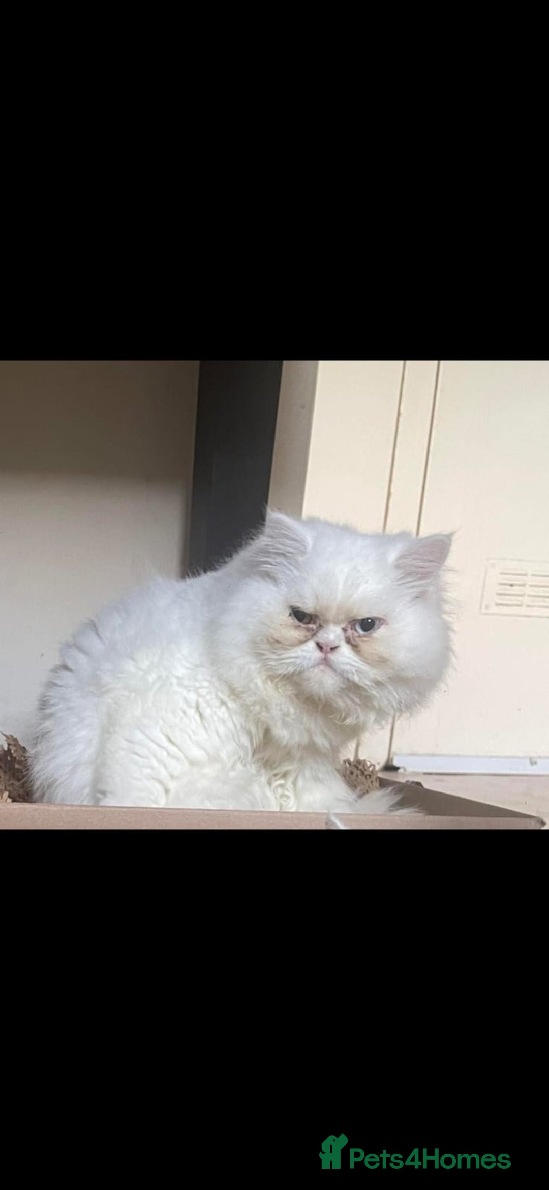 Persian cats for stud: Cat. Male Persian - Image 1
