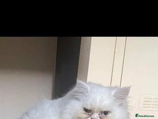 Persian cats - Advert 1