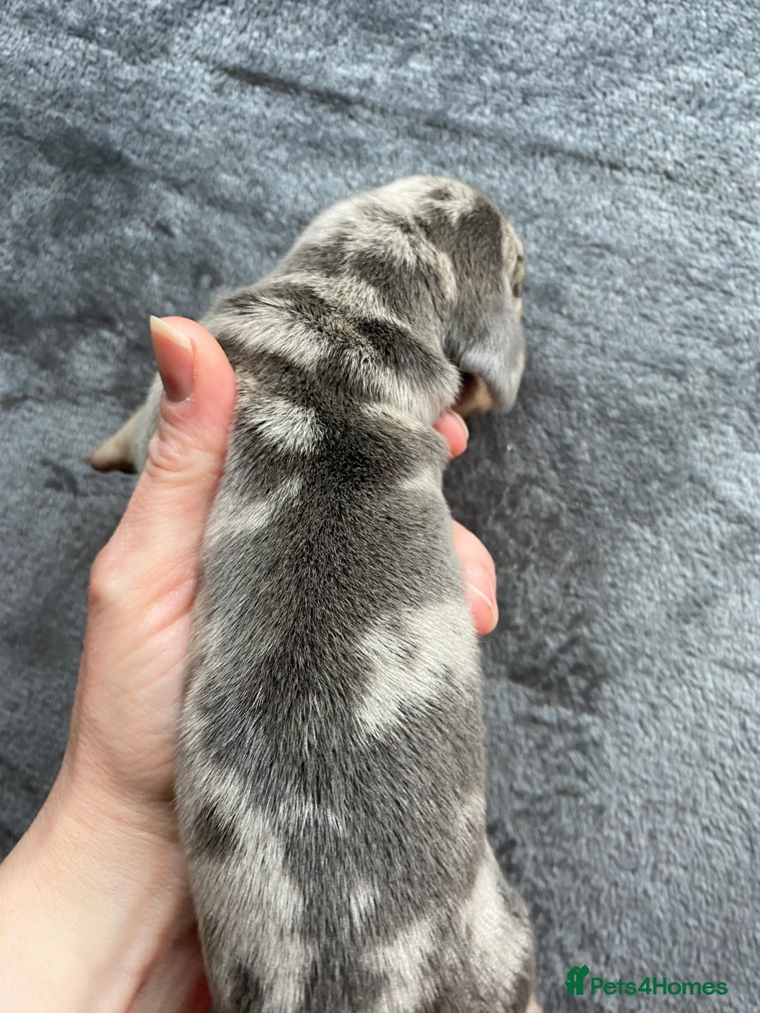 Miniature Dachshund dogs for stud: 🍦ALPHA mini cream Int/Int pied Smooth dachshund ! in Mexborough - Advert 32