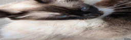 Mixed Breed cats for sale: Ragdoll cross kittens  in Wisbech - Advert 9
