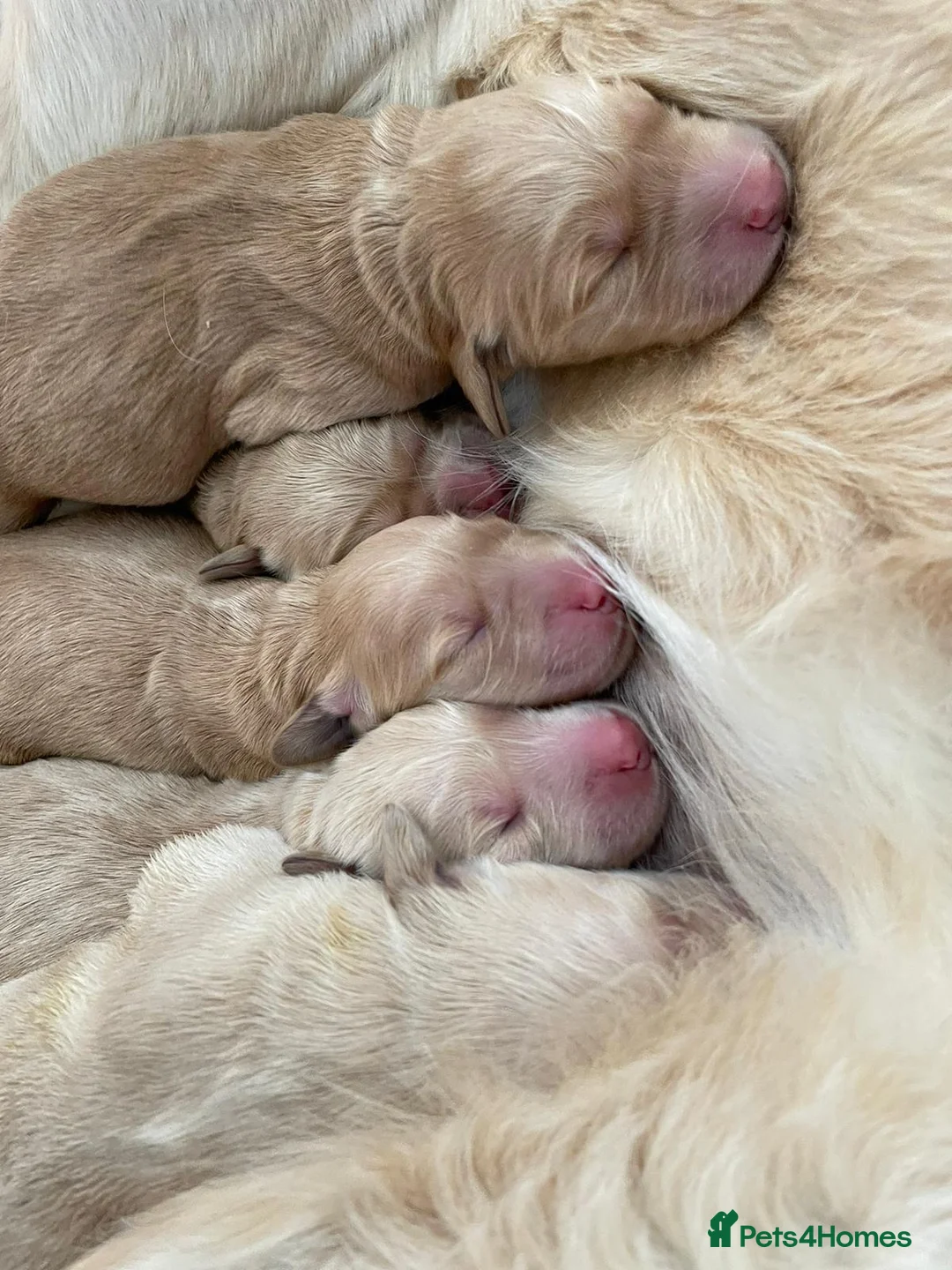 Golden Retriever dogs for stud: PROVEN & HEALTH TESTED Dark Red KC Retriever Stud - Advert 20