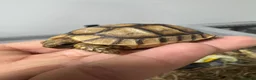 Tortoise reptiles for sale: Baby Spur-Thighed Tortoises 🐢 — 3 Available - Advert 5