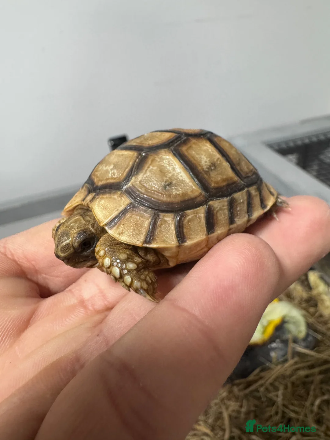 Tortoise reptiles for sale: Baby Spur-Thighed Tortoises 🐢 — 3 Available - Advert 5
