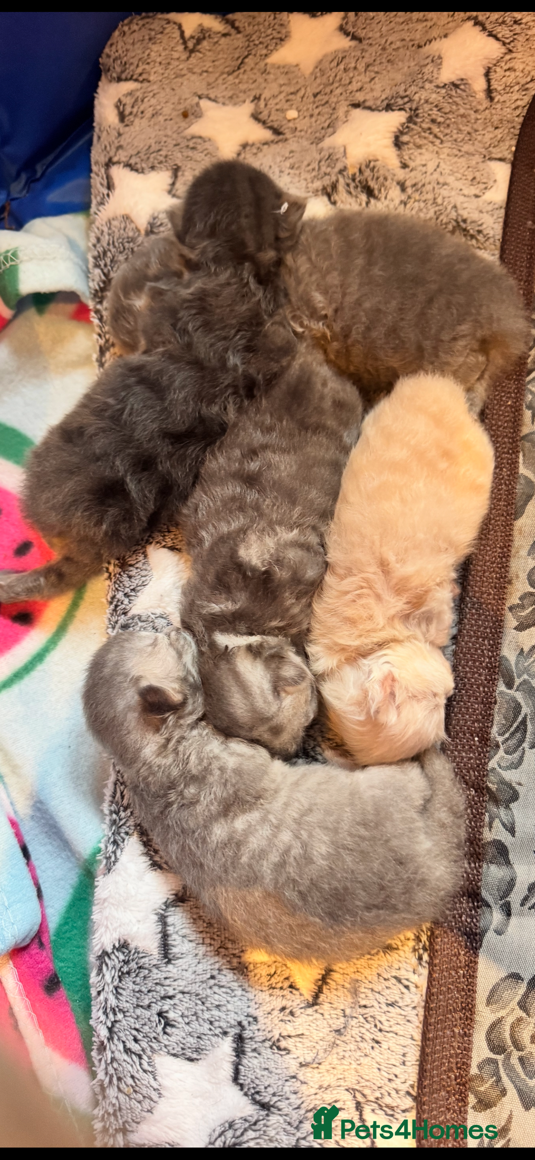 Maine Coon cats for sale: Main coon adorable kittens  - Advert 39