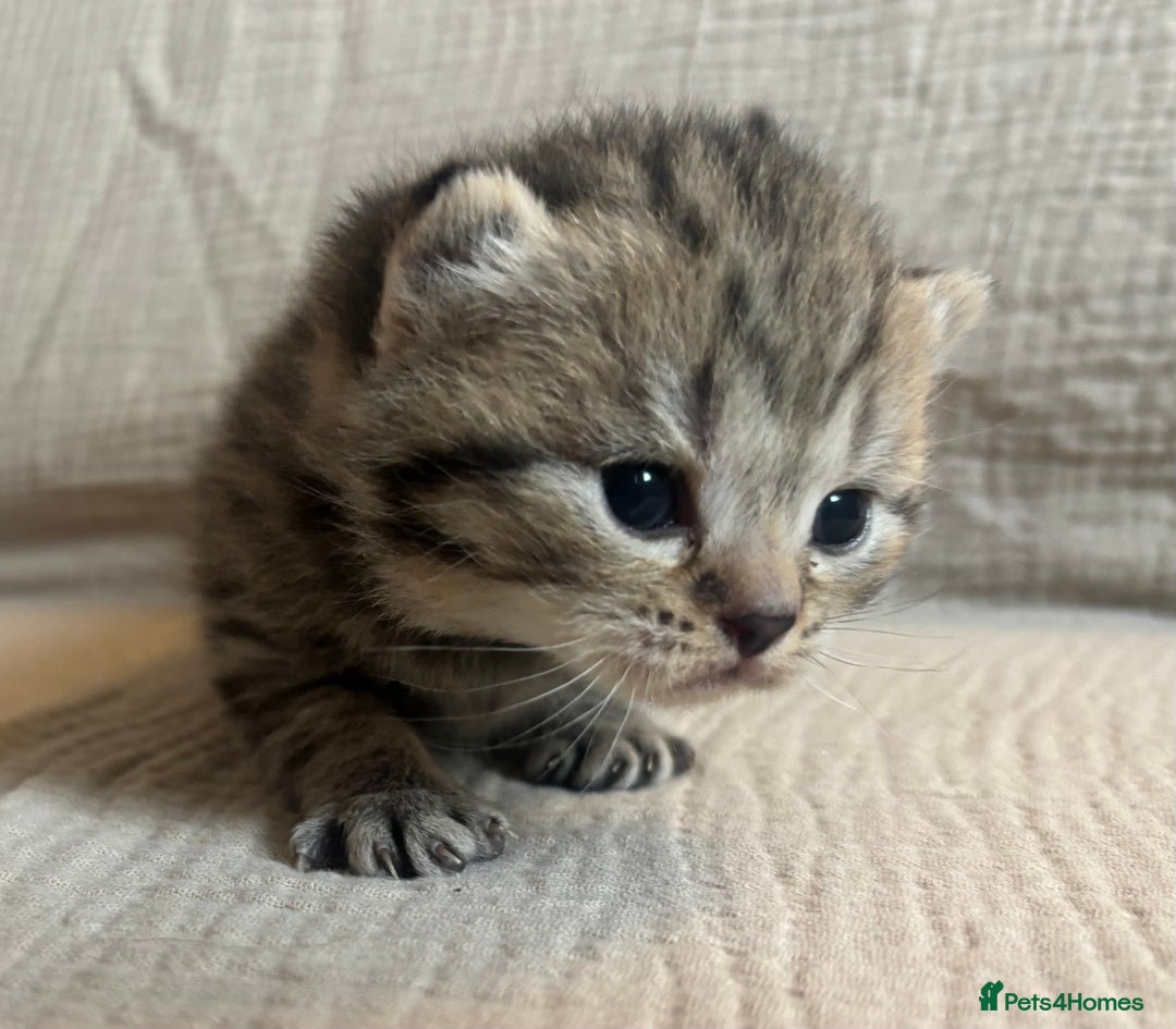 British Shorthair cats for sale: British shorthair kittens - Image 6