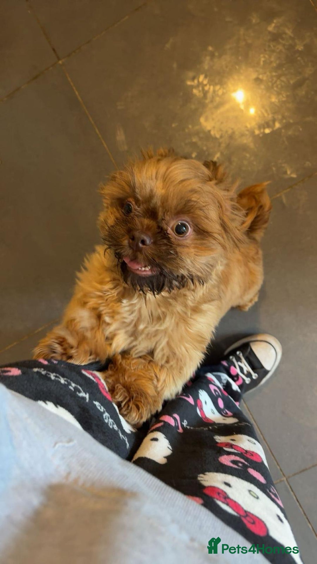 Shih Tzu dogs for sale: Exceptional KC Registered Health Tested - Advert 10