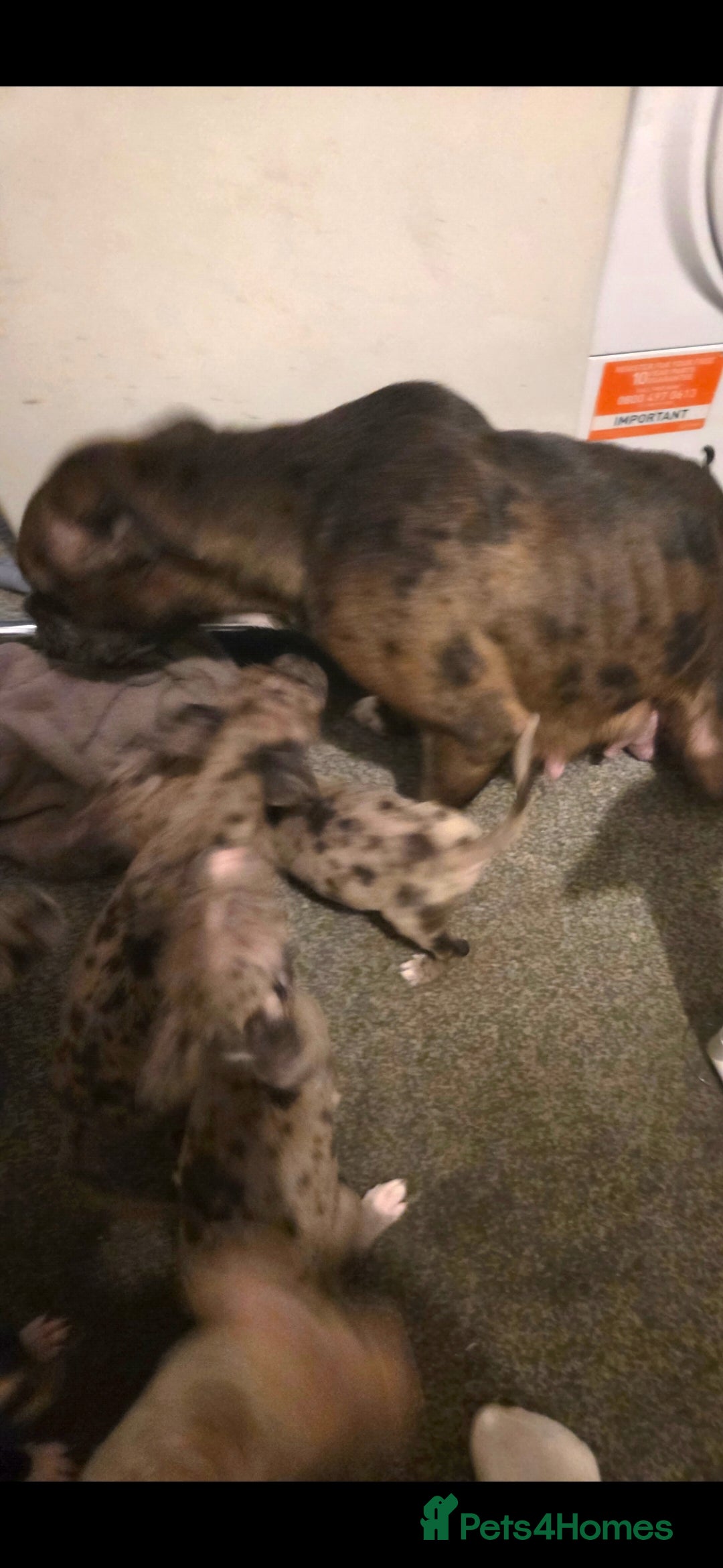 Mixed Breed dogs for sale: Puppies - Advert 2