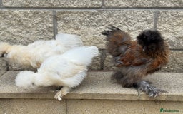 Chickens poultry for sale: Silkie Bantams - Image 10