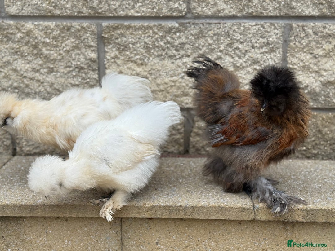 Chickens poultry for sale: Silkie Bantams - Image 10