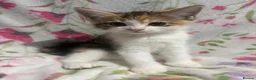 Mixed Breed cats for sale: Kittens in Burton-on-Trent - Advert 11