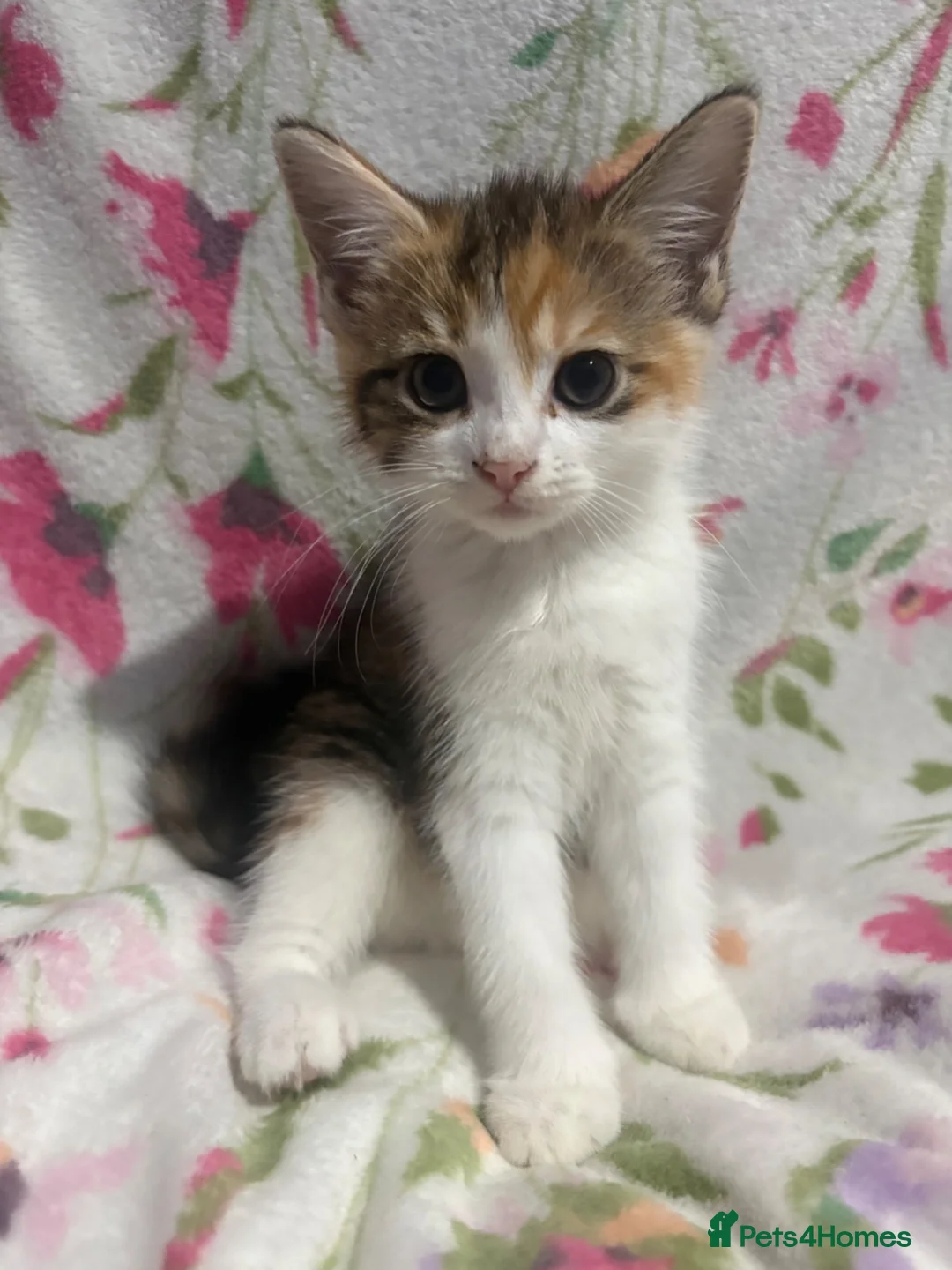 Mixed Breed cats for sale: Kittens in Burton-on-Trent - Advert 11
