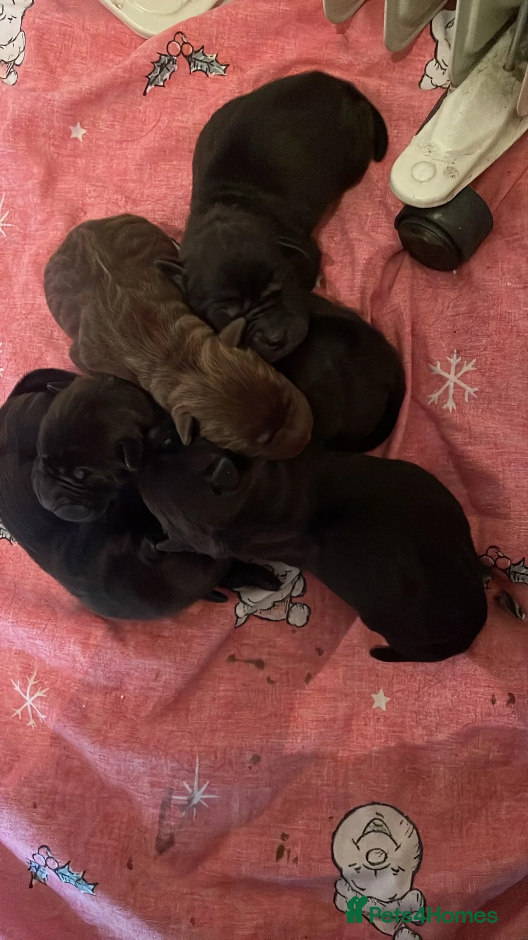 Mixed Breed dogs for sale: 5 Shar Pei x Labrador pups  - Advert 1