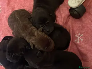 Mixed Breed dogs 5 Shar Pei x Labrador pups - Advert 2