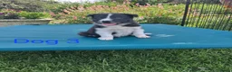Border Collie dogs for sale: Beautiful border collie pups *3 dogs available* - Advert 16