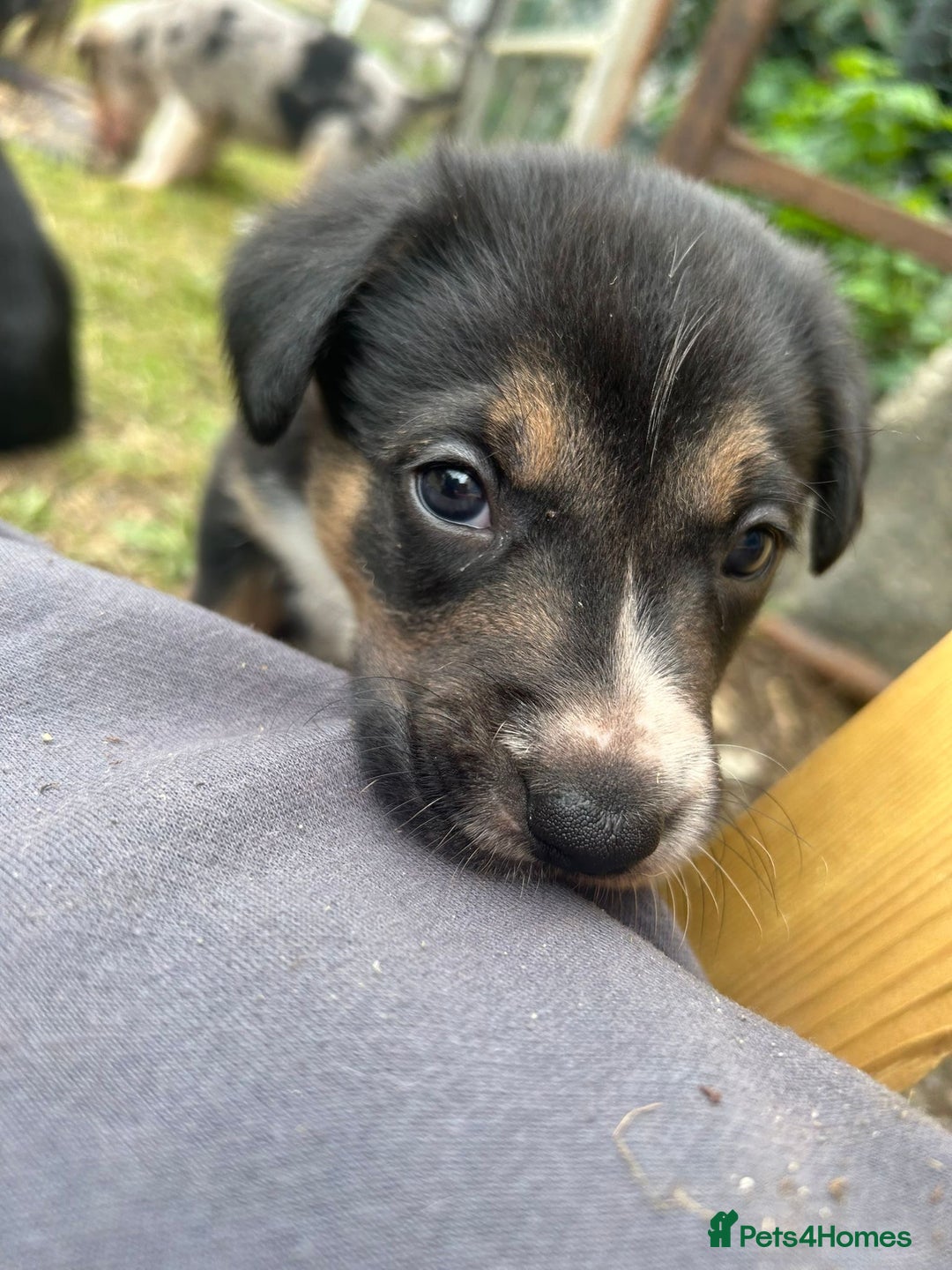 Mixed Breed dogs for sale: collie x Huntaway  pups one boy left  - Image 15