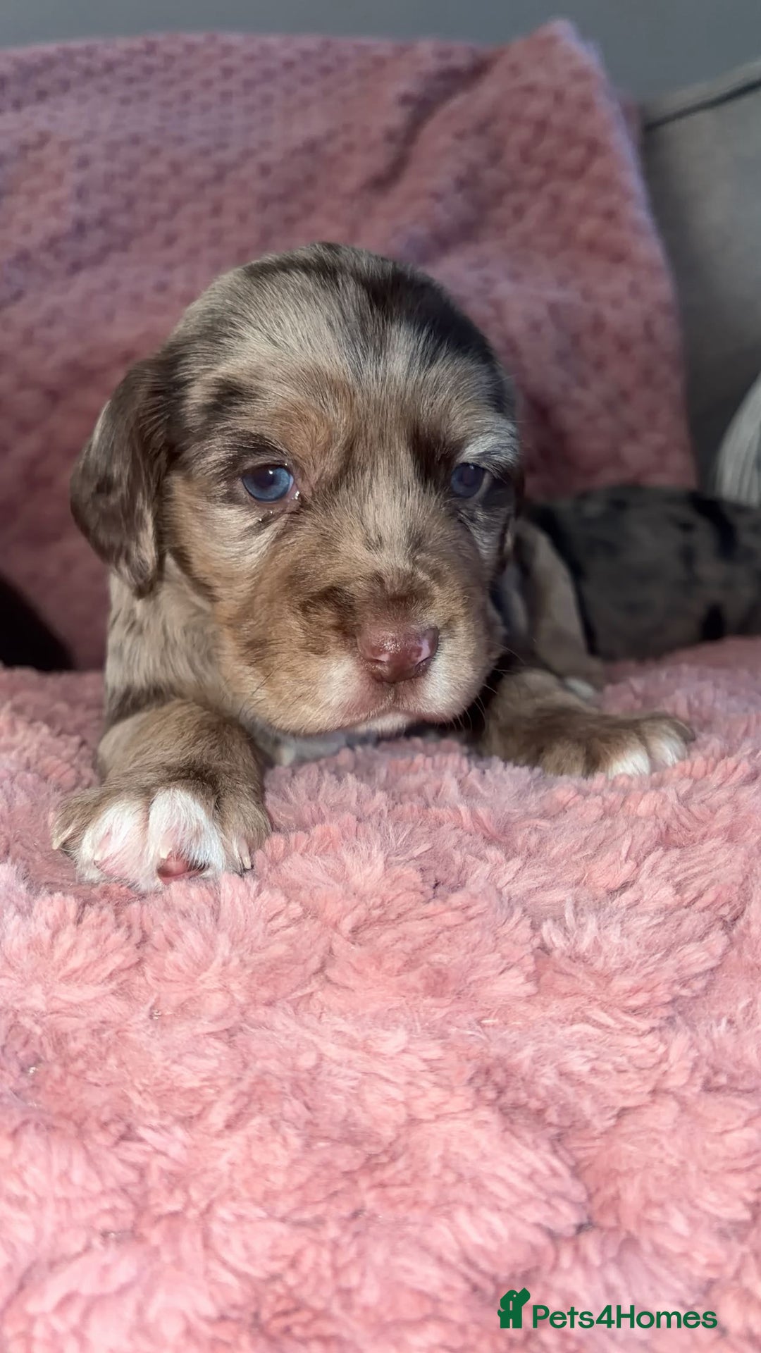 Cocker Spaniel dogs for sale: Cocker spaniel puppies - Advert 4