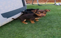 Jack Russell dogs for sale:  Beautiful Jack Russell puppies  - Image 4