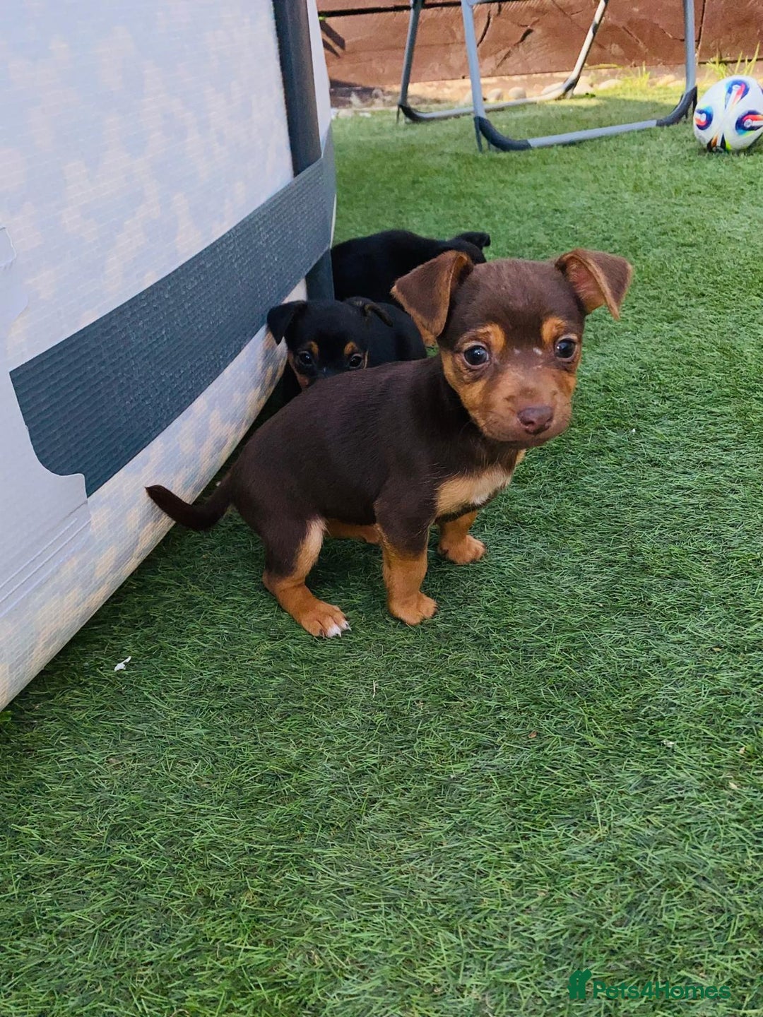Jack Russell dogs for sale:  Beautiful Jack Russell puppies  - Image 4