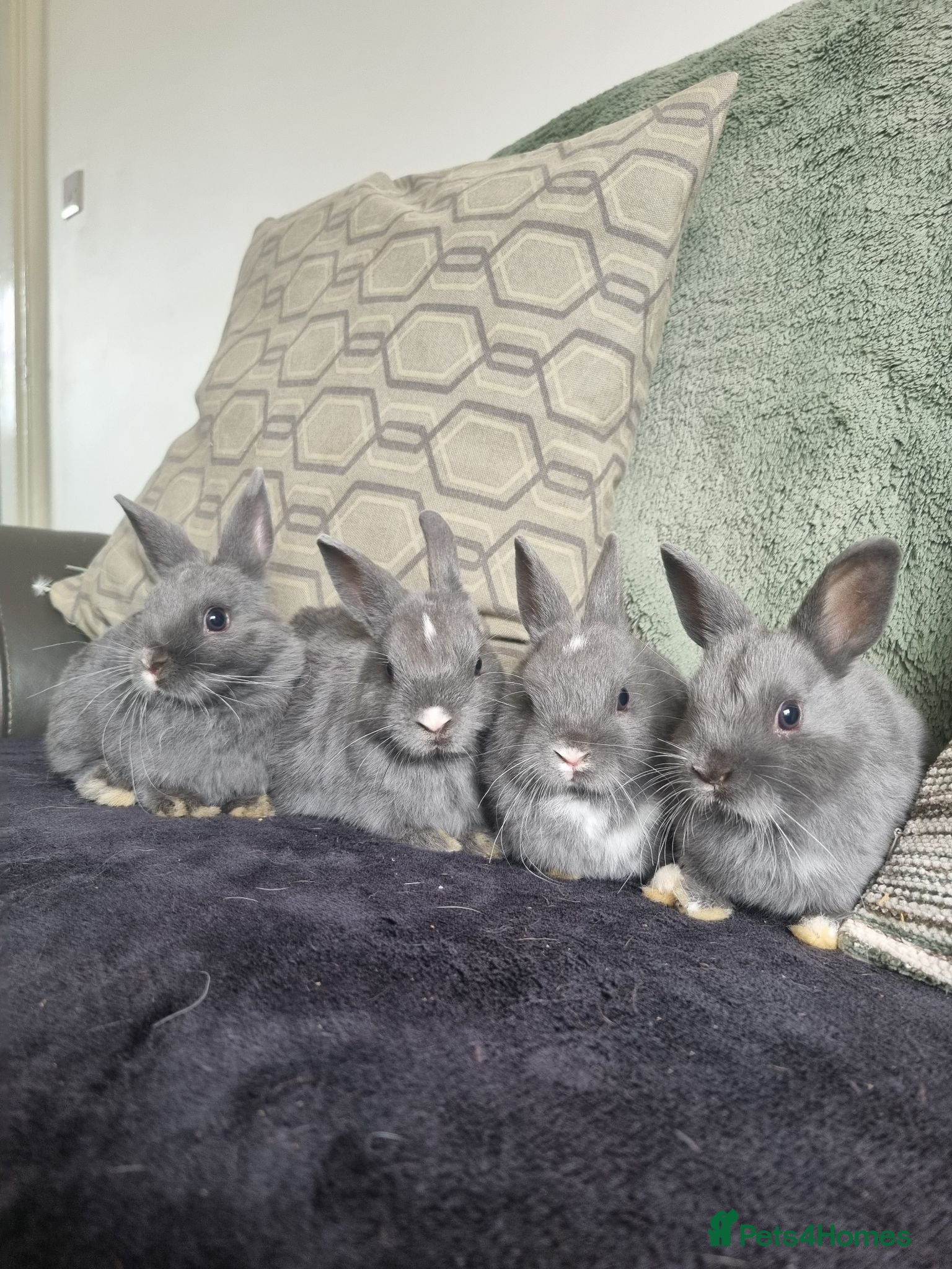 Netherland Dwarf rabbits Netherland dwarf rabbits for sale - Advert 1