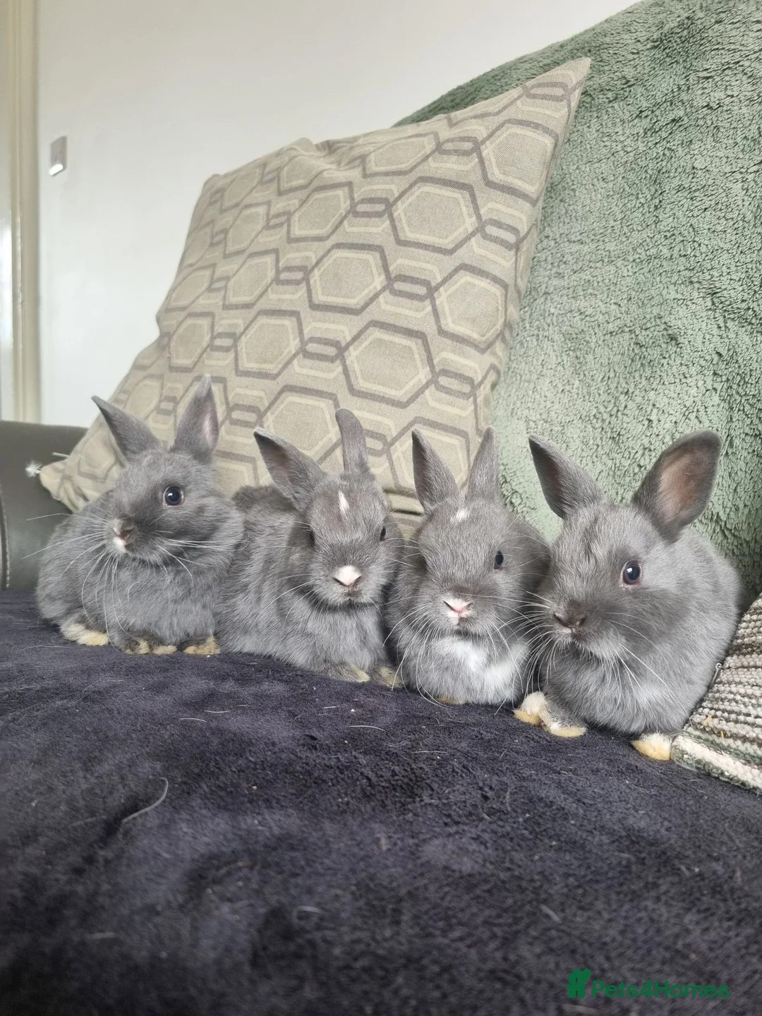 Netherland Dwarf rabbits for sale: Netherland dwarf rabbits for sale - Advert 1