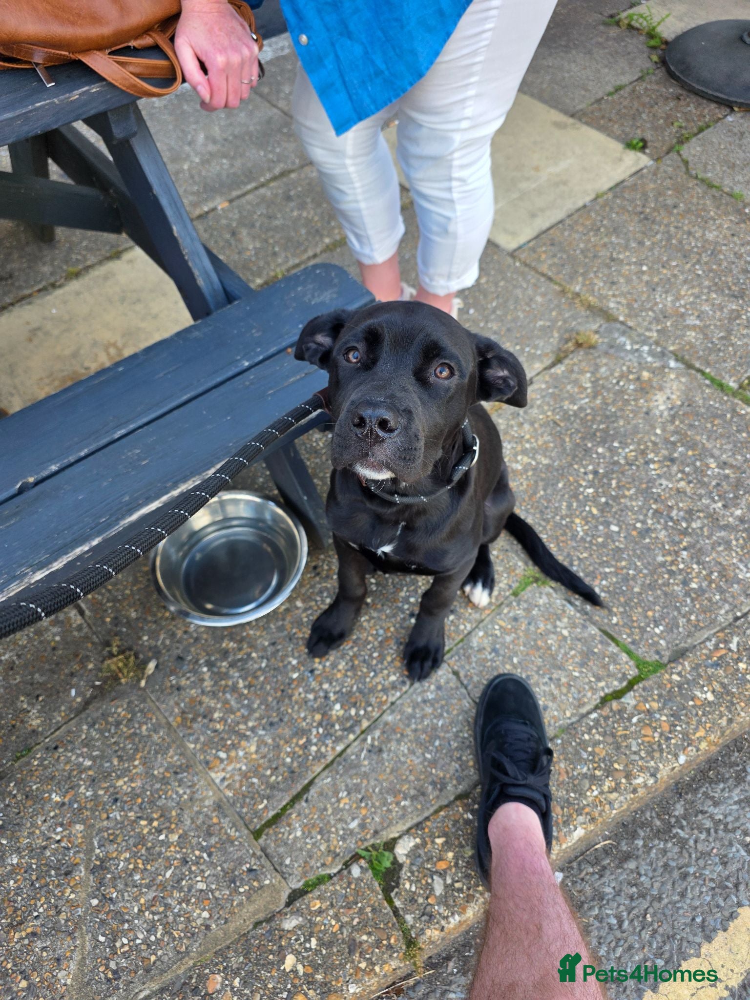 Mixed Breed dogs Rocco - Advert 1