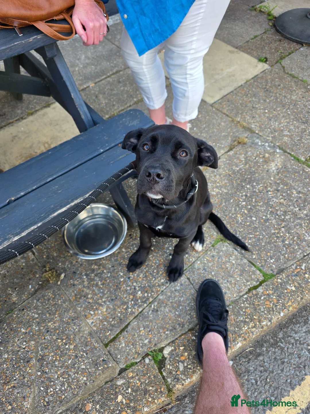 Mixed Breed dogs for sale: Rocco - Advert 1
