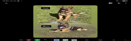 German Shepherd dogs for sale: GSD pups - Advert 3