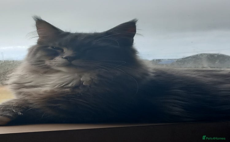 Maine Coon cats - Advert 4