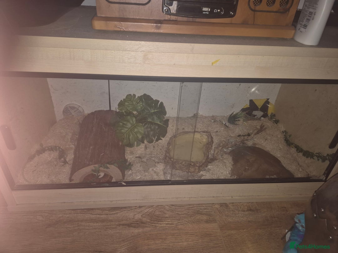 Corn Snake reptiles for sale: Viserion - Advert 6