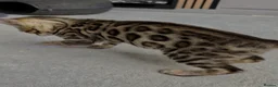 Bengal cats for sale: Bengal kitten size XXL - Advert 4