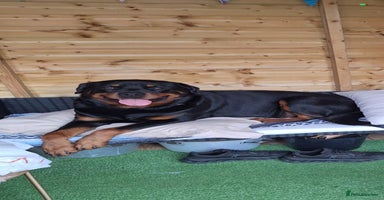 Rottweiler dogs Big beautiful Rottweiler puppies KC photos in ad - Advert 6