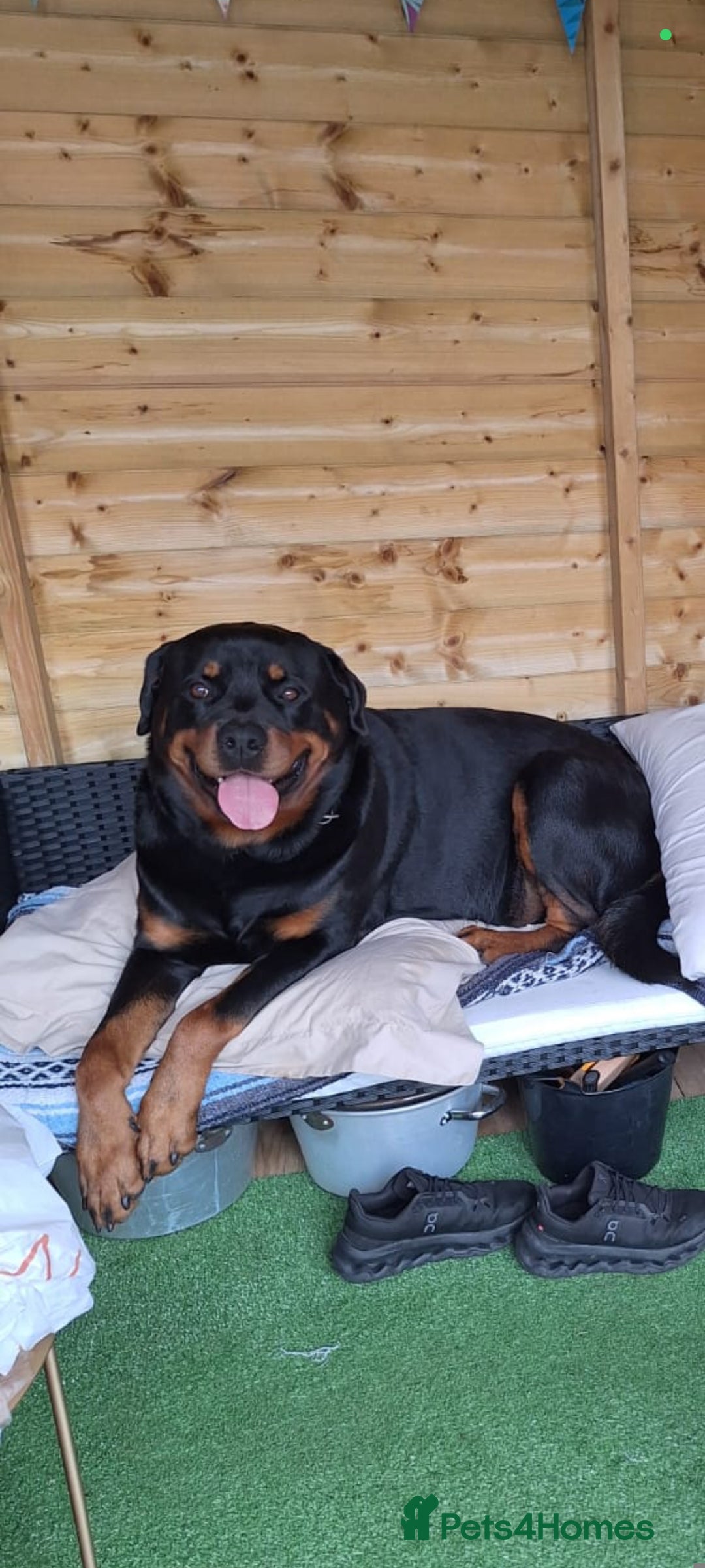 Rottweiler dogs for sale: Big beautiful Rottweiler puppies KC - Image 3