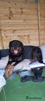 Rottweiler dogs Big beautiful Rottweiler puppies KC photos in ad - Advert 2