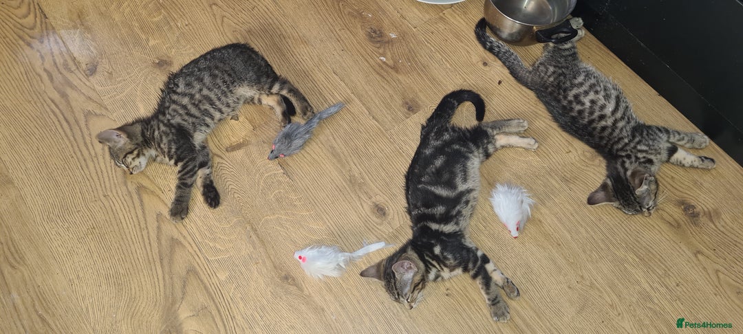 Bengal cats for sale: Mixed bengal kittens   - Image 7