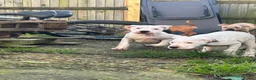 Mixed Breed dogs for sale: american bulldog cross staff - Advert 6