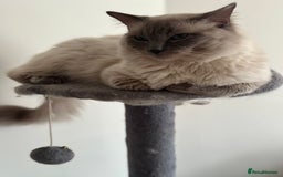 Ragdoll cats for stud: Beautiful pure blue point large  ragdoll stud in Bristol - Image 10