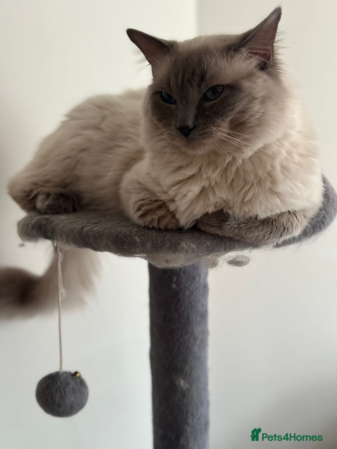 Ragdoll cats for stud: Beautiful pure blue point large  ragdoll stud in Bristol - Image 10